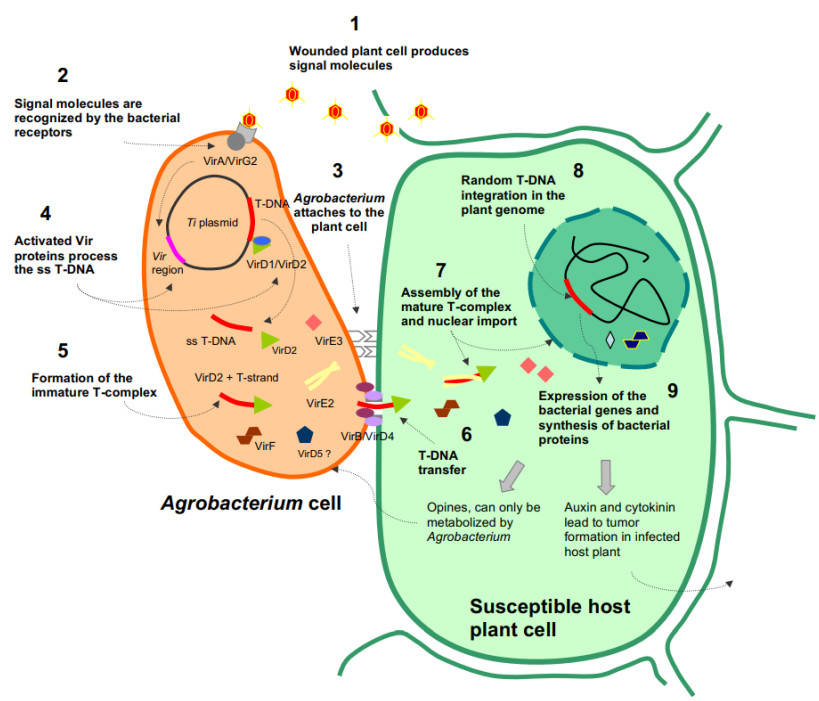 Schematic diagram of a simplified model of the Agrobacterium-mediated transformation process.